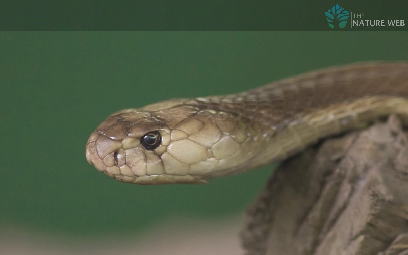 tamil-snake-names